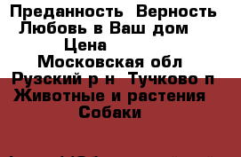 Преданность, Верность, Любовь в Ваш дом ! › Цена ­ 8 000 - Московская обл., Рузский р-н, Тучково п. Животные и растения » Собаки   